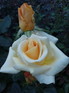 GOLDEN MOMENT (hybrid tea)